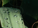 DSCN1427