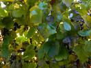 DSCN1429