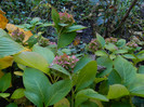 DSCN1433