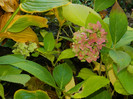DSCN1434