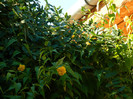 DSCN1439