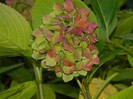 DSCN1452