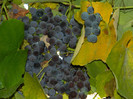DSCN1453