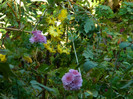DSCN1454