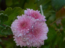 DSCN1455