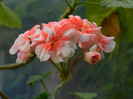DSCN1478