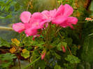 DSCN1482
