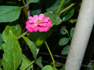 DSCN1496