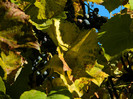 DSCN1498