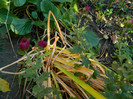 DSCN1524