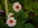 DSCN1529