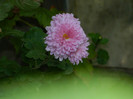 DSCN1531