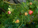 DSCN1394