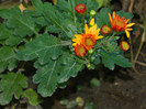 DSCN1403