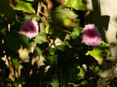 DSCN1407