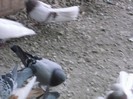 BUJOR CU VOIAJOR