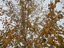 Autumn Colors (2012, November 09)