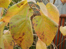 Autumn Colors (2012, November 09)