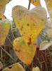 Autumn Colors (2012, November 09)