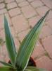 Dracaena (2012, November 04)