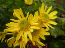 Yellow Chrysanthemum (2012, Nov.09)