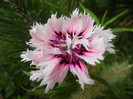 Dianthus (2012, November 09)