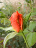 Rose Monica (2012, November 09)