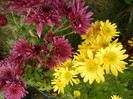 Chrysanthemum (2012, November 09)