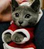 heebum pisoiul lui heechul