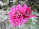 Purple Chrysanthemum (2012, Nov.09)