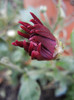 Purple Chrysanthemum (2012, Nov.09)