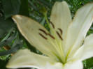 fotok 717