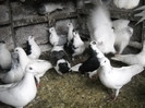 DSCN0047