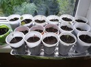 si iata primele plantute!