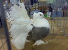 Indian Fantail Pigeon 37