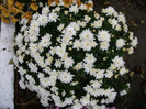 Picture 003