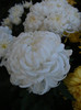 Olymp White