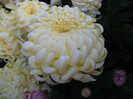 Olymp Lemon