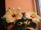 foto 331