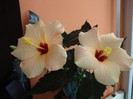 foto 330