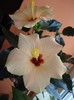 foto 333