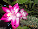 DSCN2340