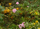 DSCN1553