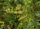 DSCN1558