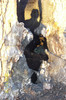 101_1824..SCORBURA CU UMBRA MEA, DE LA SOARELE SPRE ASFINTIT ..