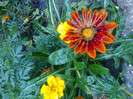 gazania