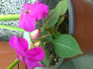 impatiens