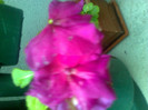 impatiens
