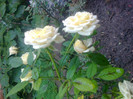 trandafir
