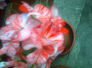 muscata